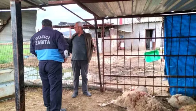 Ahıra girdiğinde şok oldu: 15 koyun telef edilmiş halde bulundu