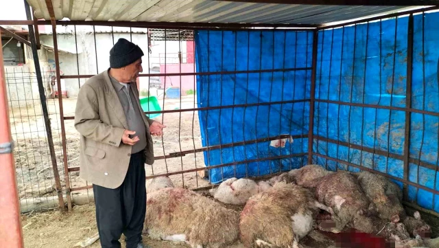 Ahıra girdiğinde şok oldu: 15 koyun telef edilmiş halde bulundu