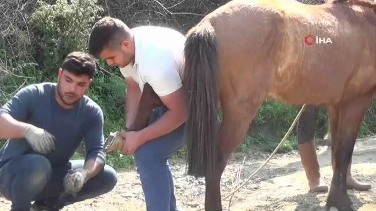 Aydın\'da nisan yağışları ile sarp arazilerin tavı geldi, çifte koşulan atlar bakıma alındı