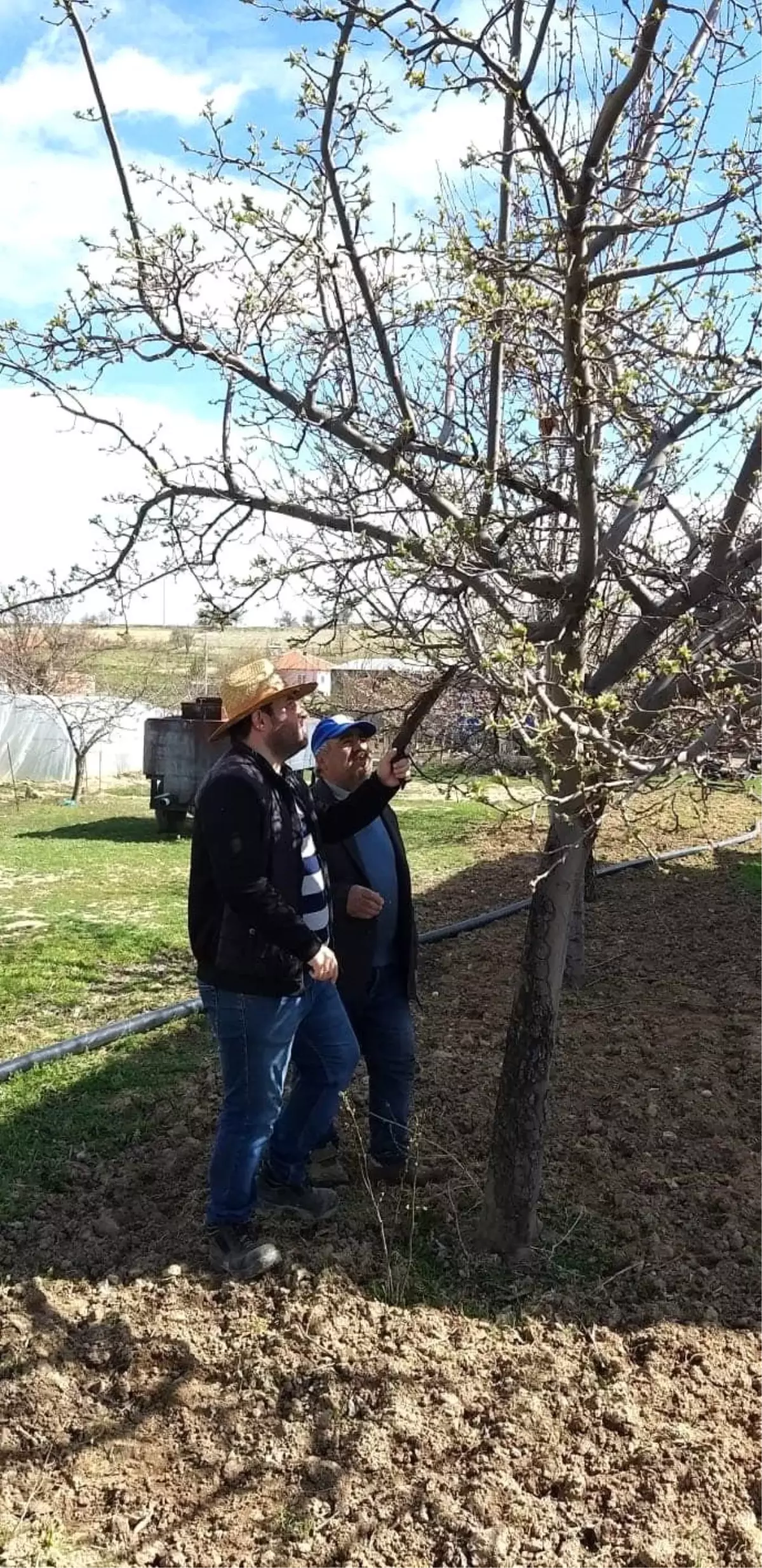 Dazkırı ve Kızılören\'de ağaçlarda zararlı kontrolleri ve budama eğitimi yapıldı