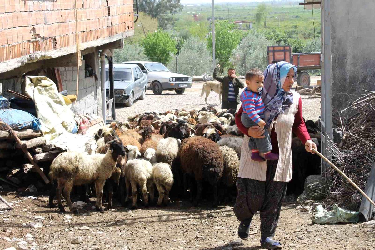 Dört çocuk annesi devletten aldığı destekle 230 koyunluk sürünün sahibi oldu