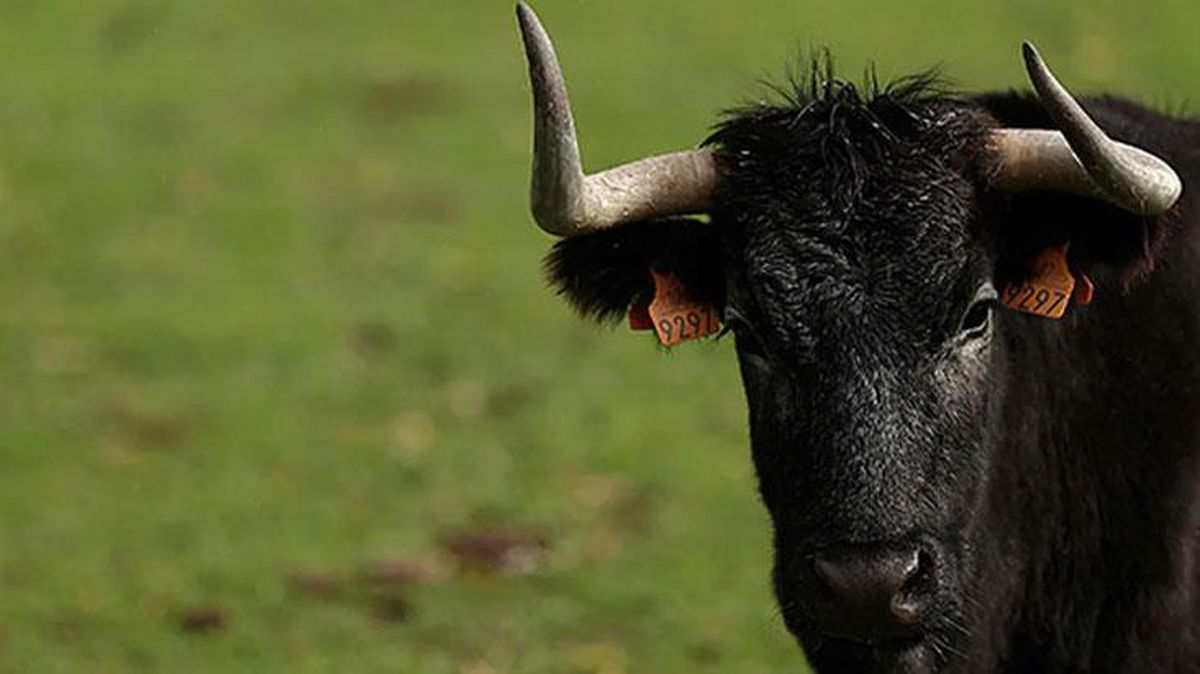 Hırçın boğa, merada hayvan otlatan 4 çocuk babasını öldürdü