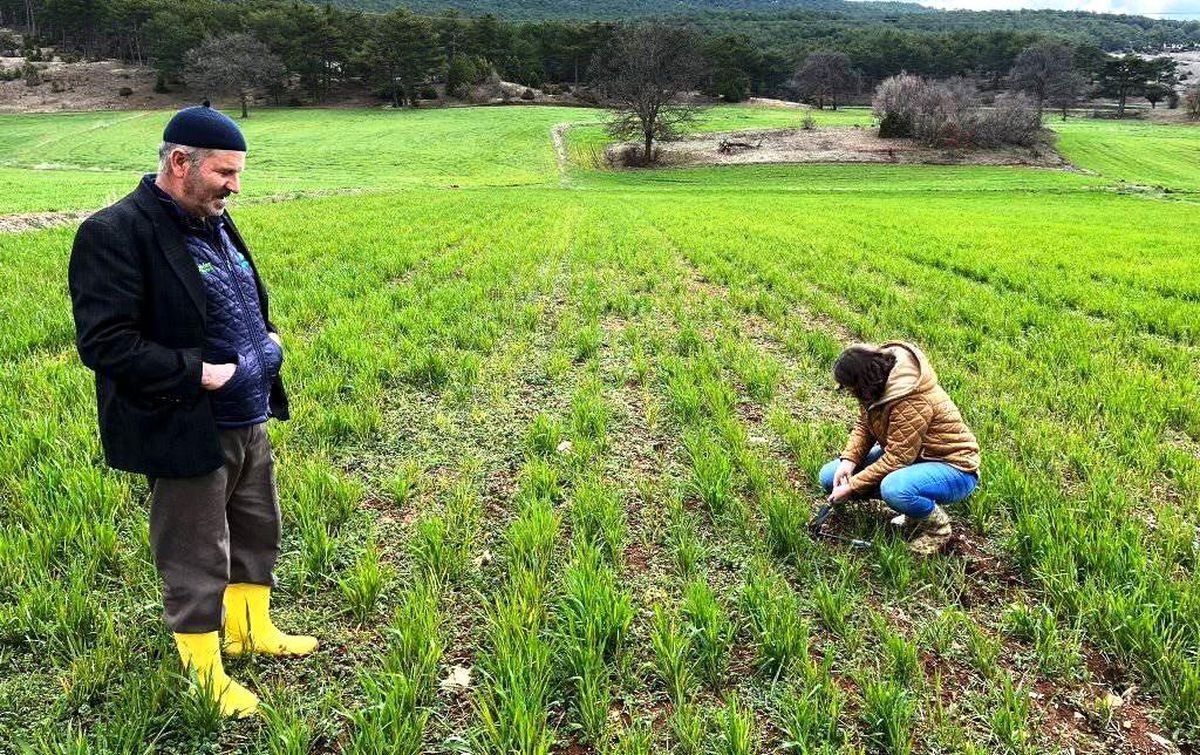 Kütahya\'da sertifikalı buğday ve arpa tohumlarının arazide çıkış kontrolleri