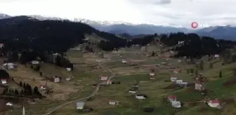 Mor Yayla'nın 'Mavi Yıldız' çiçekleri karların erimesi ile kendini gösterdi