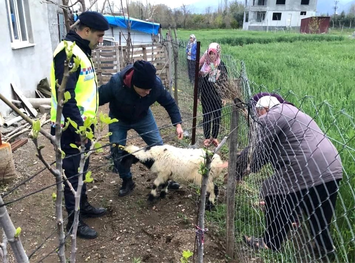 Sahibinin kaybettiği 3 koyunu, jandarma buldu