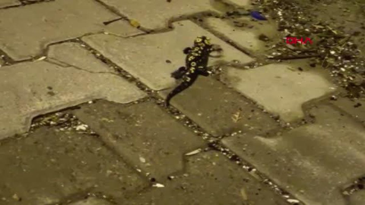 Nesli tükenmekte olan 'sarı benekli semender' Siirt'te görüntülendi