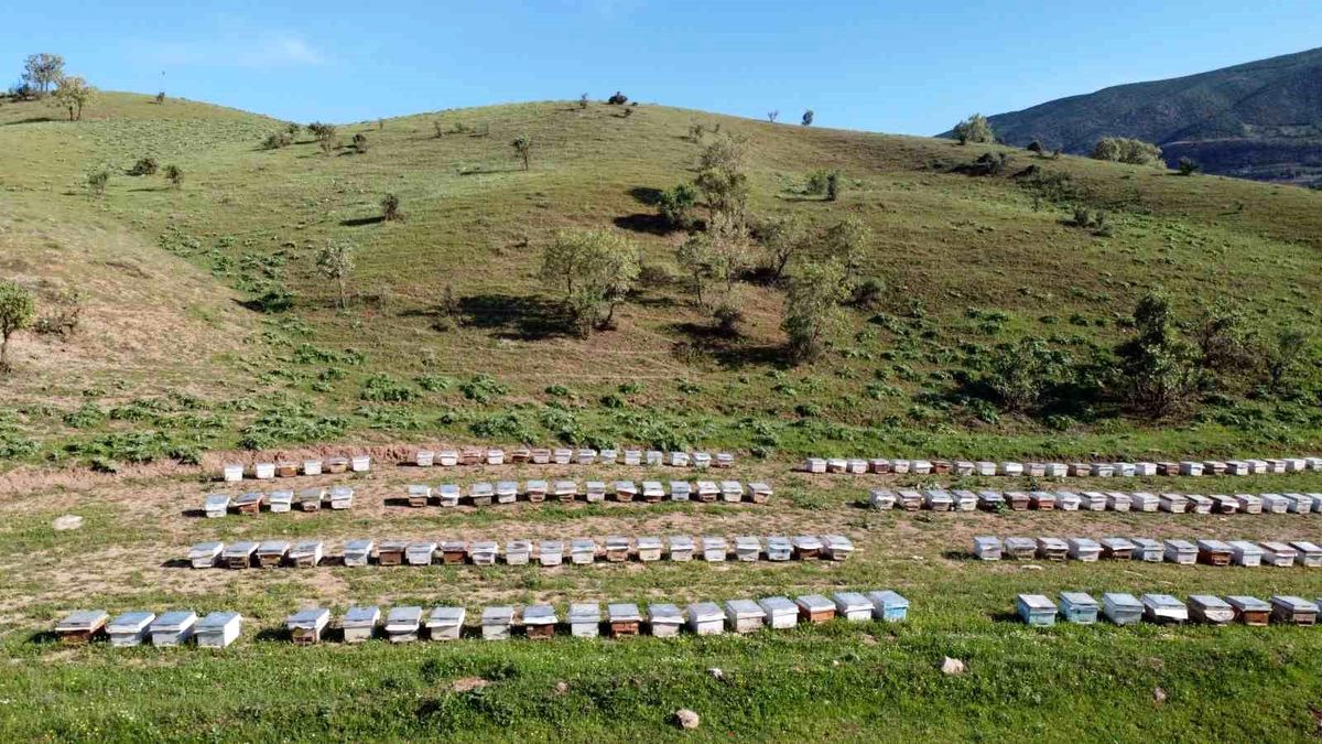 Siirt\'te yüzde 50 hibe ile 5 bin 895 arılı kovan dağıtılacak