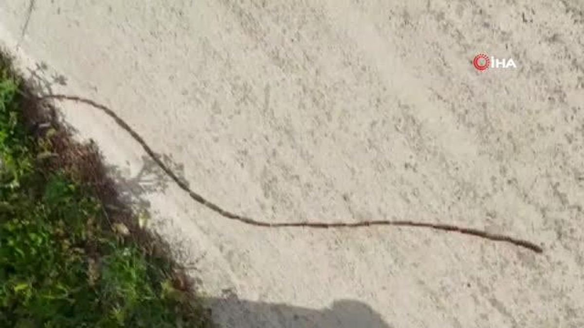 Tırtıl konvoyu böyle görüntülendi