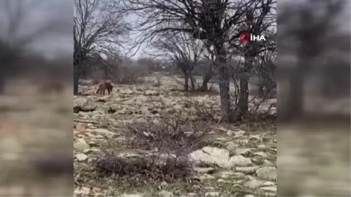 Tunceli\'de boz ayı görüntülendi