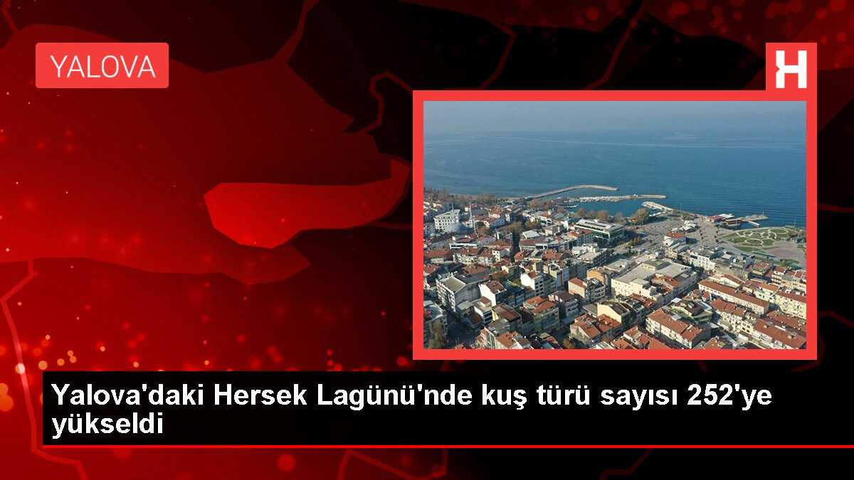 Yalova'daki Hersek Lagünü'nde kuş türü sayısı 252'ye yükseldi