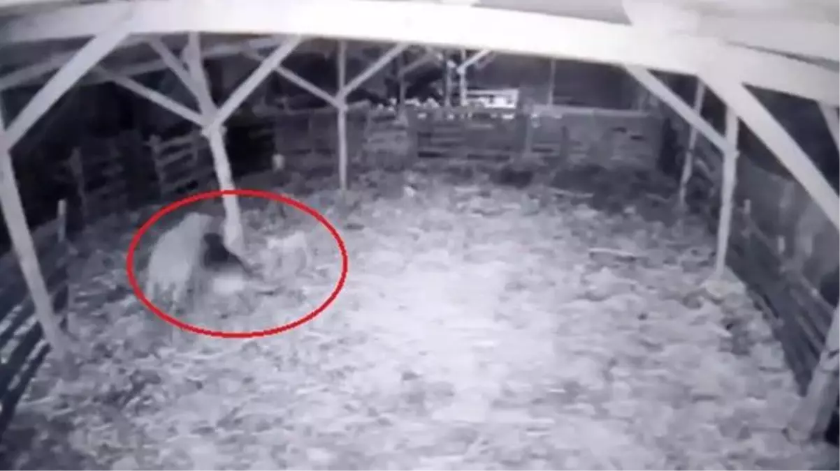 Ahıra dalan kurt, koyun sürüsünü parçaladı! Bir kuzuyu da kapıp kaçırdı