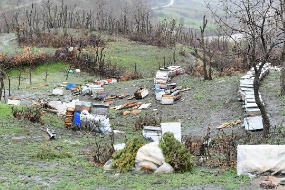 Ayı, Van\'ın Çatak ilçesinde 34 keçi ve oğlak ile 30 arı kovanına zarar verdi