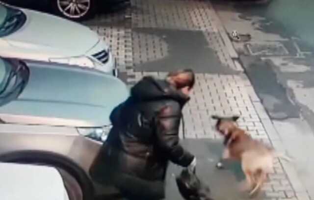 Başıboş köpekler mahallelinin kabusu oldu! Gelene geçene böyle saldırmışlar