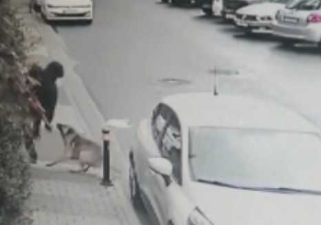 Başıboş köpekler mahallelinin kabusu oldu! Gelene geçene böyle saldırmışlar