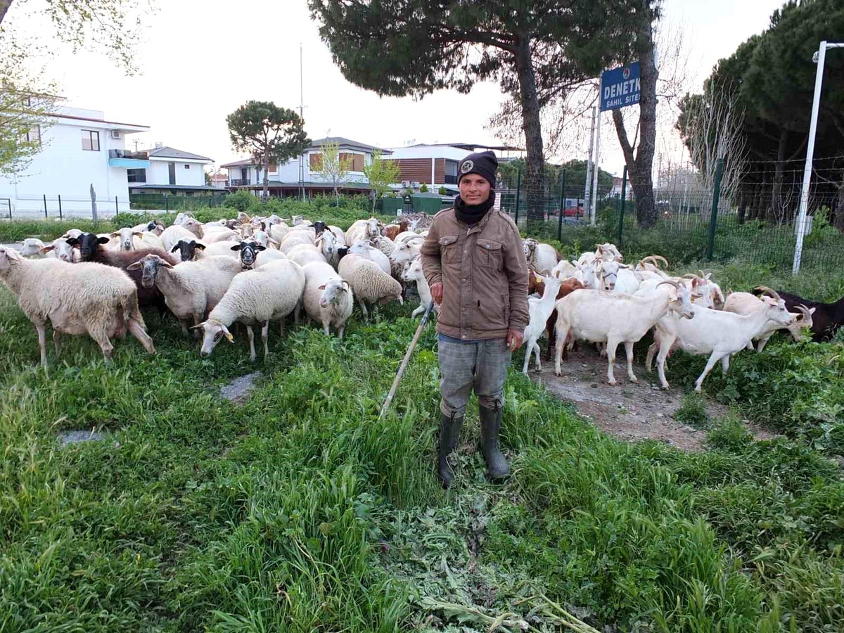 Burhaniye\'de bahar yağmurları çobanları sevindirdi