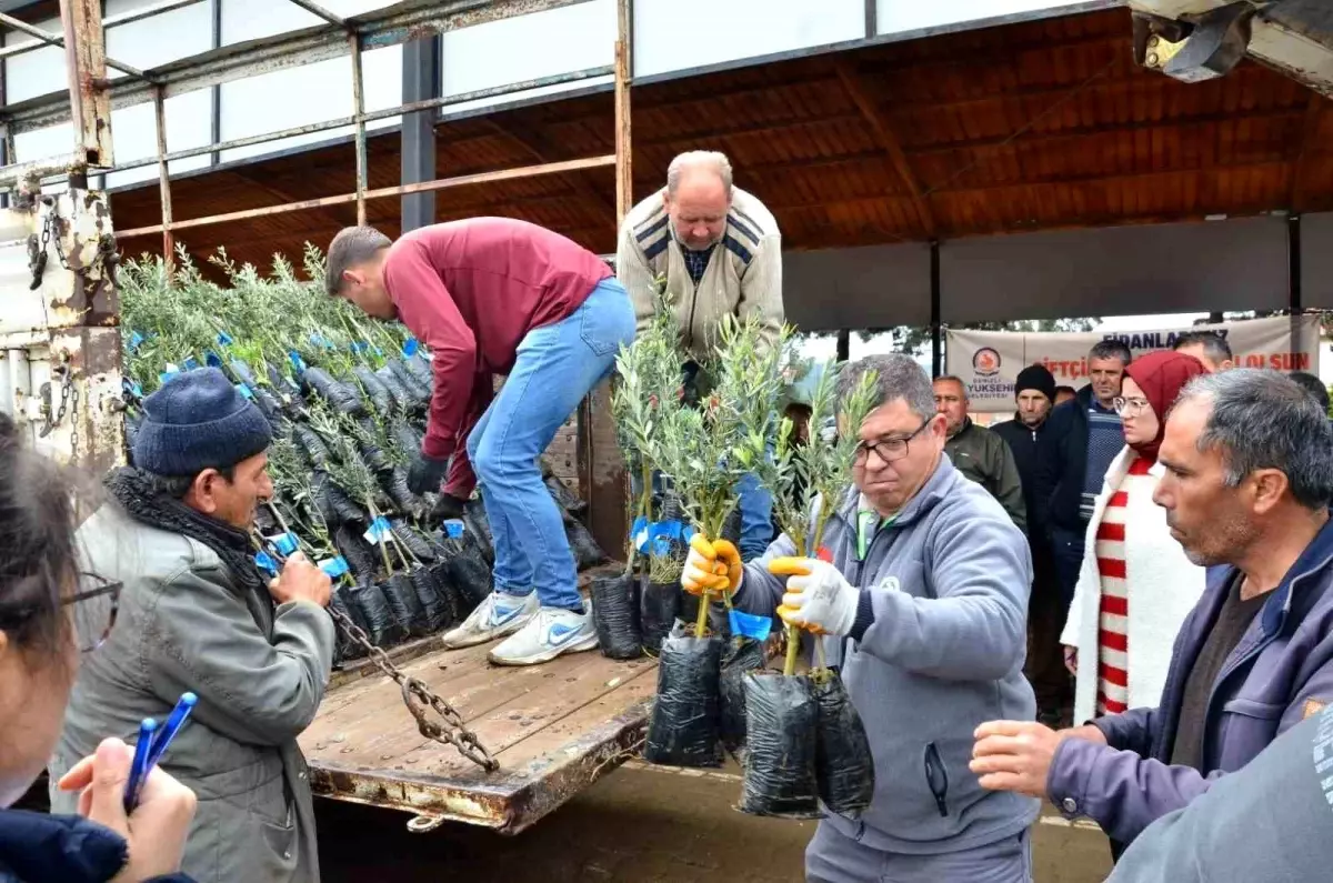 Denizli\'de 573 çiftçiye 45 bin adet zeytin fidanı dağıtılıyor