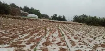 Erdemli'de dolu yağışı ekili alanlara zarar verdi