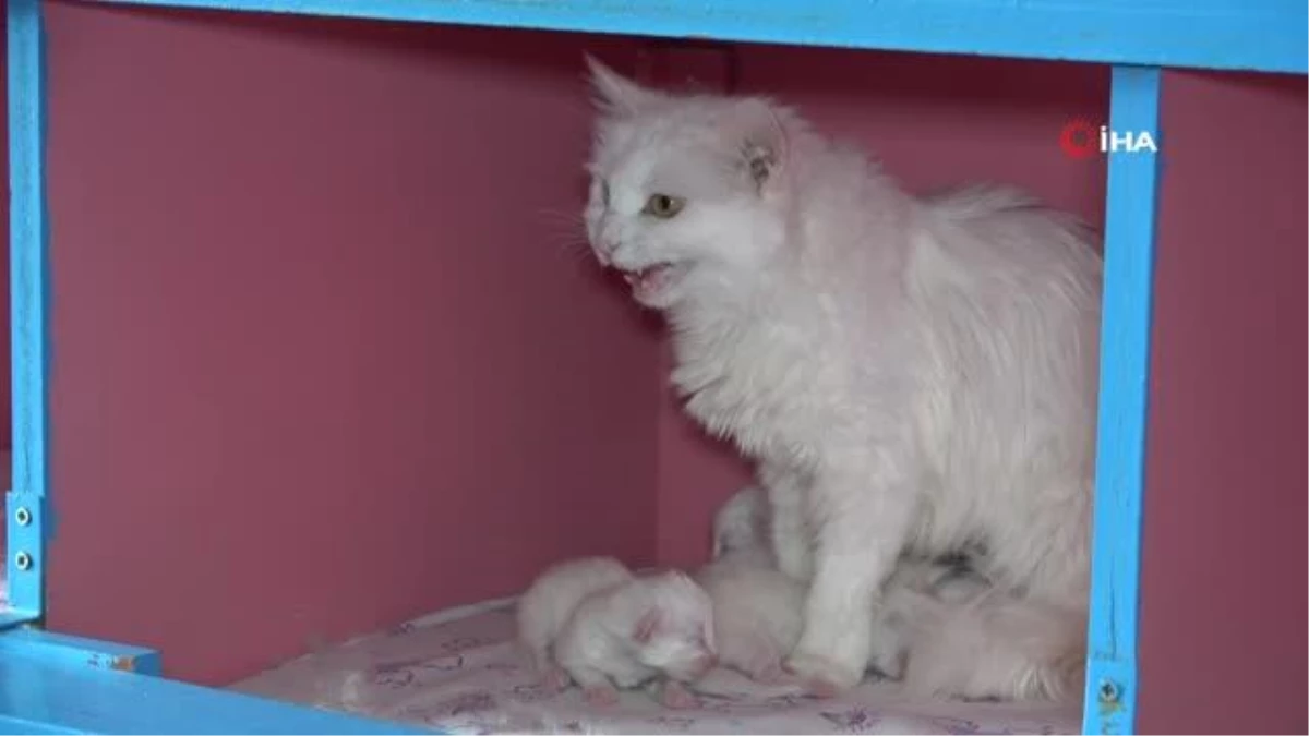 Van Kedi Villası\'nda 20 anne kedi doğum yaptı