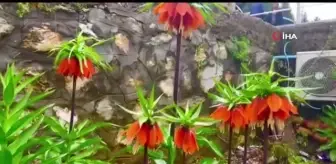 Yılda sadece 15 gün açıyor... Bu çiçeği koparmanın cezası 244 bin 315 lira