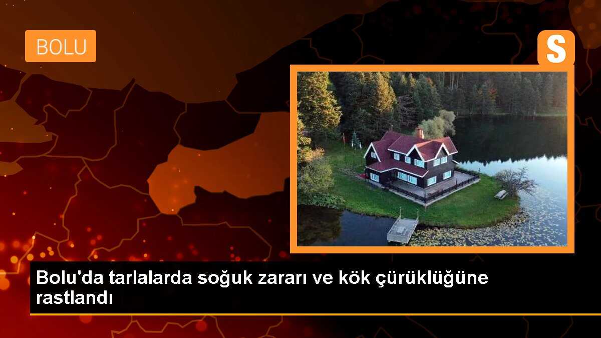 Bolu\'da tarlalarda soğuk zararı ve kök çürüklüğüne rastlandı