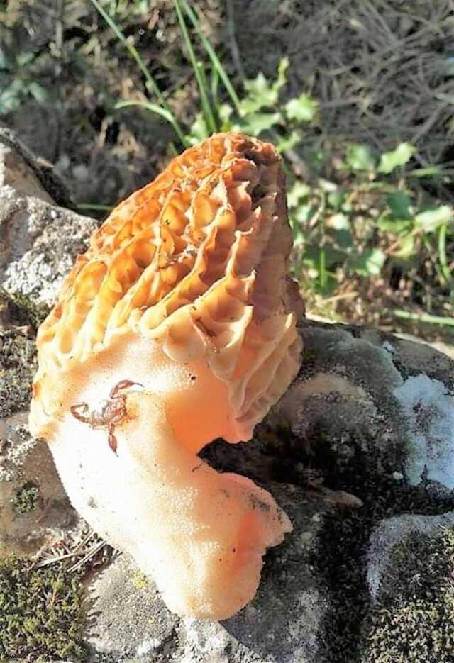 Fiyatı 700 lirayı bulan kuzugöbeği gelir kapısı oldu