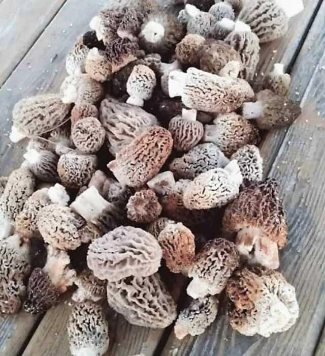 Fiyatı 700 lirayı bulan kuzugöbeği gelir kapısı oldu