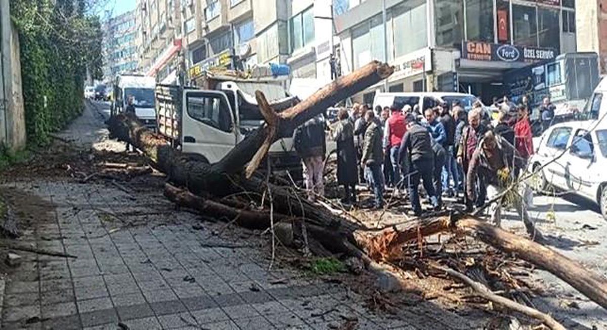 Kağıthane\'de kavak ağacı kamyonetin üstüne devrildi: Kadın ve çocuğu yara almadan kurtuldu