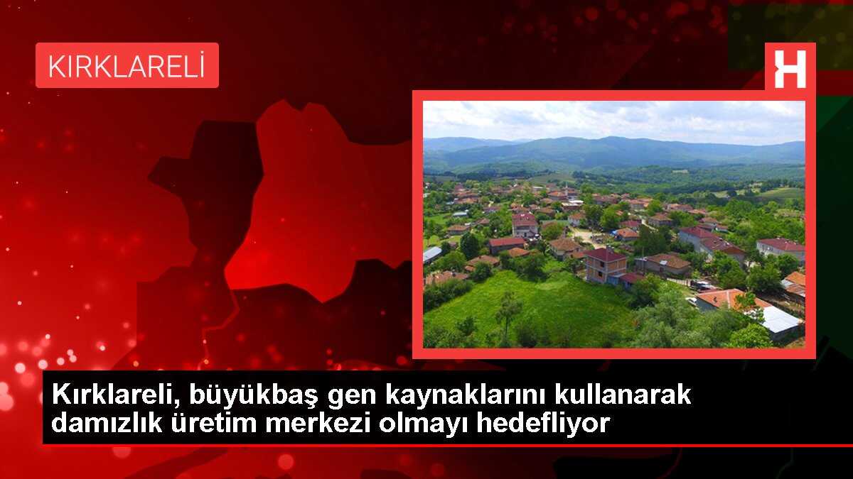 Kırklareli, büyükbaş gen kaynaklarını kullanarak damızlık üretim merkezi olmayı hedefliyor