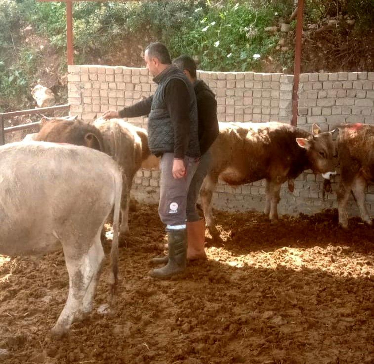 Didim\'de şap hastalığı için aşılama çalışmaları devam ediyor
