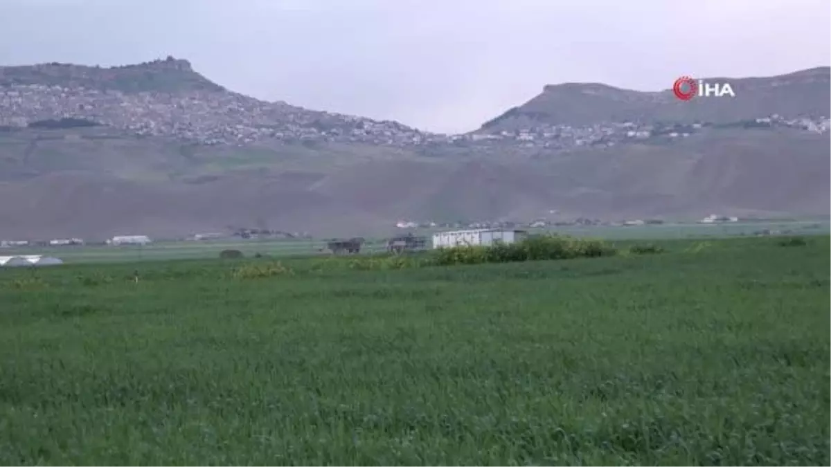 Mart ve Nisan yağmurlarıyla Mardin ovasında yüksek rekolte beklentisi arttı