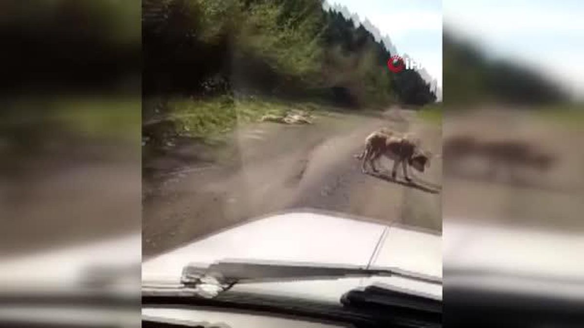 Onlarca köpek boş arazide ölüme terk edildi; sağ kalanlar can çekişiyor