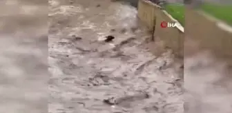 Sel sularına kapılan inek telef oldu