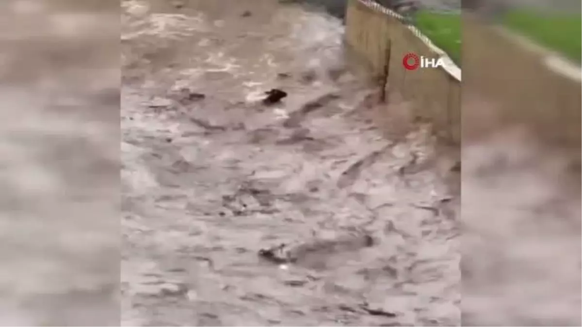 Sel sularına kapılan inek telef oldu