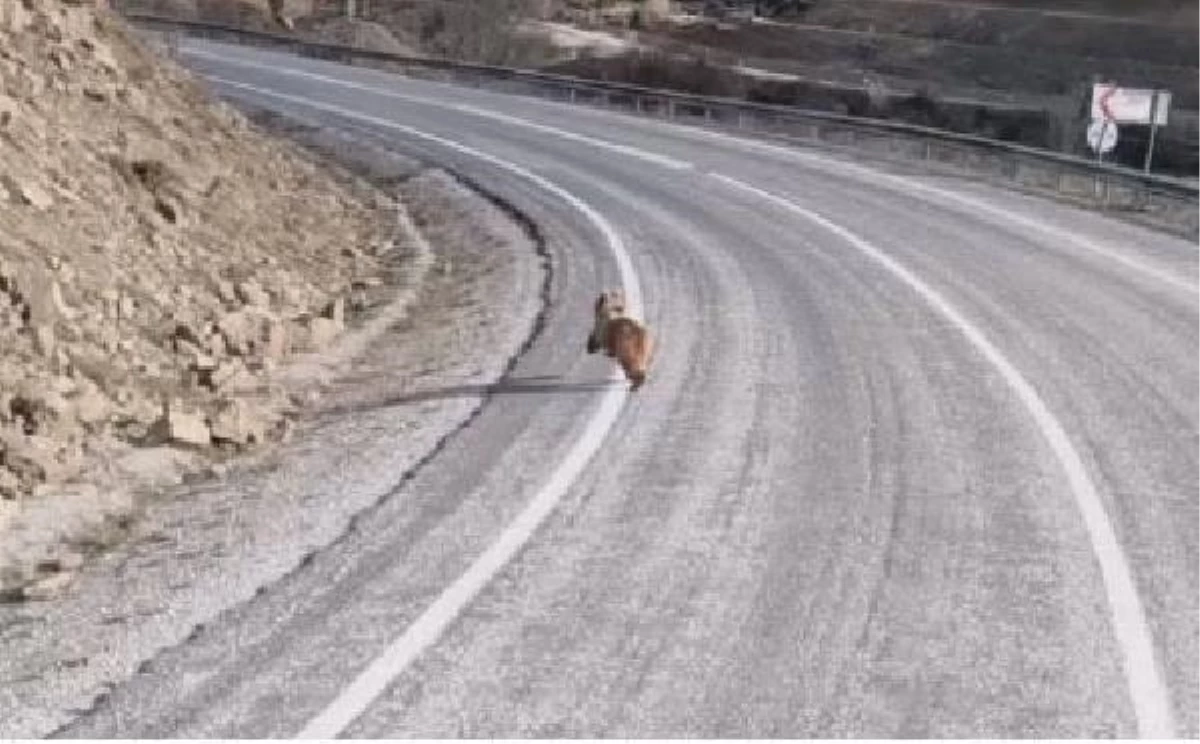 Sivas\'ta Yol Kenarında Ayı Yavrusu Görüntülendi