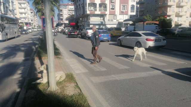 Aniden önüne çıkan köpek kaza yapmasına sebep oldu Aniden önüne çıkan köpek kaza yapmasına sebep oldu