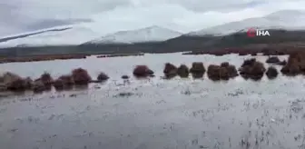 Çıldır Gölü sazlık alandaki su seviyesi arttı