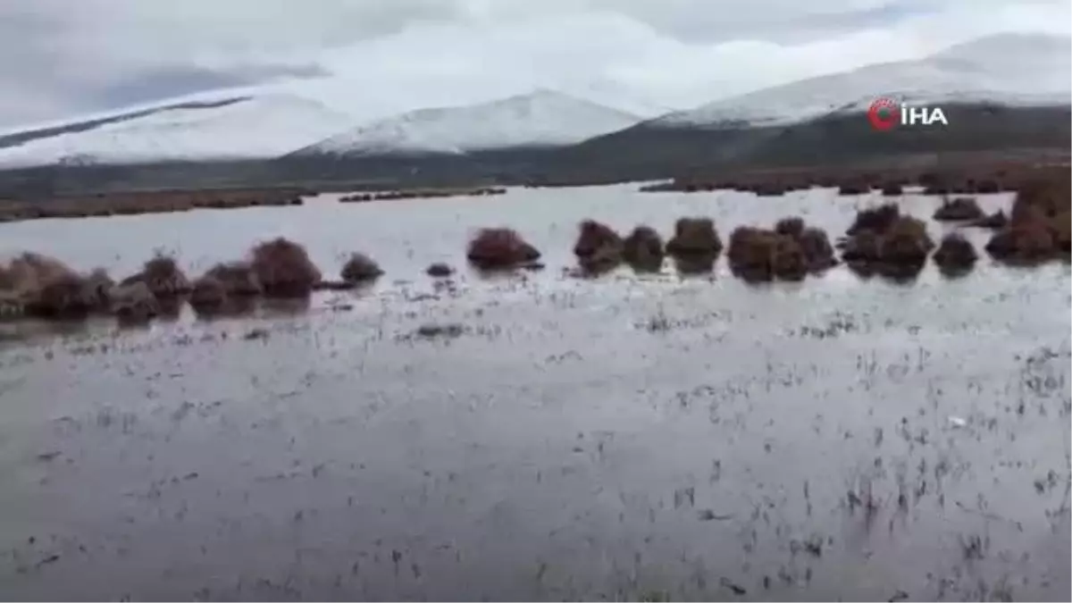 Çıldır Gölü sazlık alandaki su seviyesi arttı