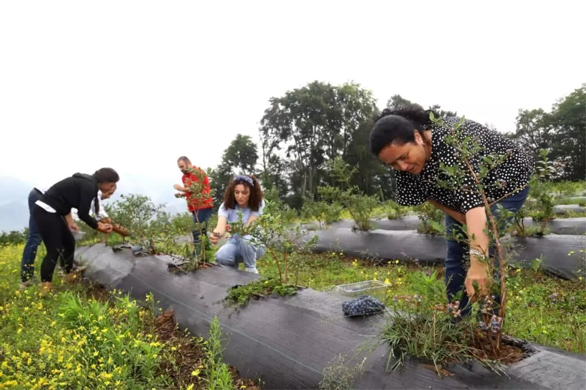 Ordu\'daki mavi yemiş alanları büyüyor