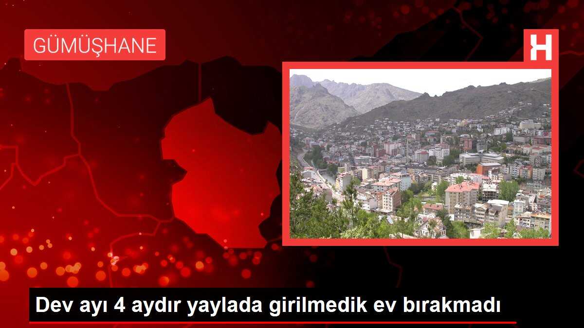 Dev ayı 4 aydır yaylada girilmedik ev bırakmadı