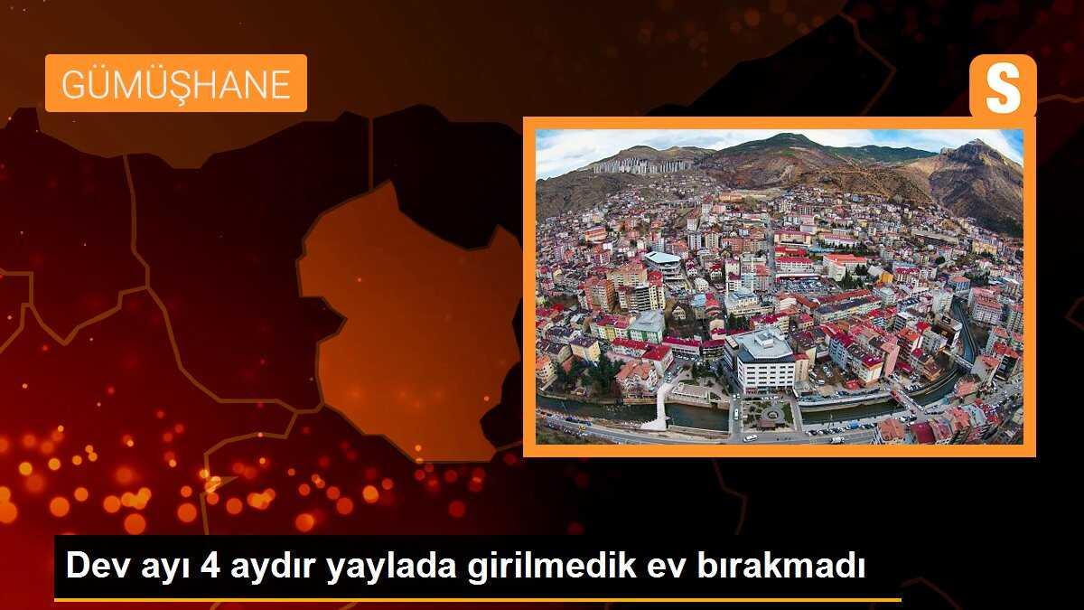 Dev ayı 4 aydır yaylada girilmedik ev bırakmadı