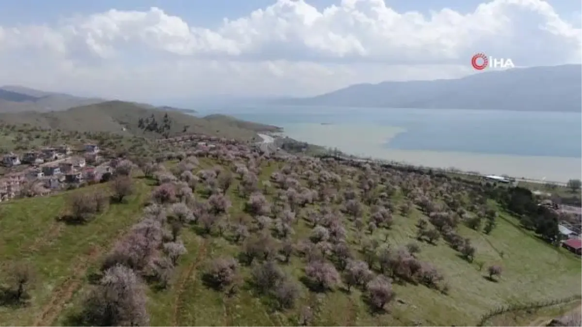 Hazar Gölü kıyısında badem ağaçları çiçek açtı, eşsiz manzara böyle görüntülendi