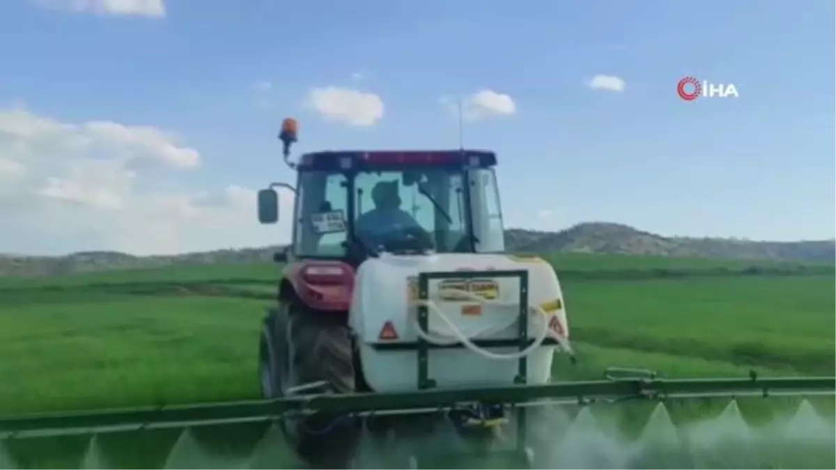 Yabani otlara karşı ekinler ilaçlanıyor