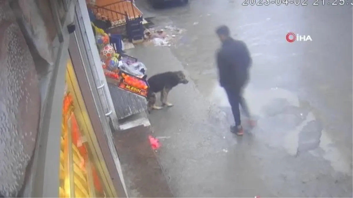 Başıboş köpek vatandaşlara böyle saldırdı