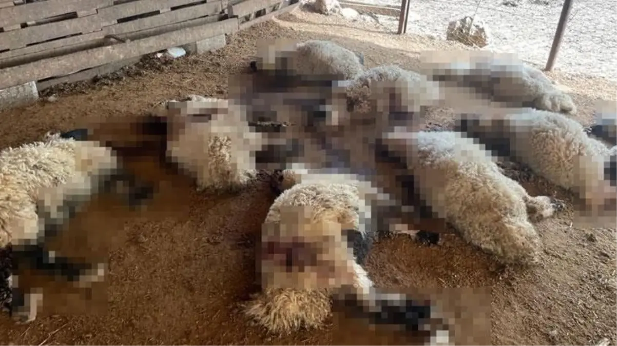 Başıboş köpekler ahırdaki 19 kuzuyu öldürdü