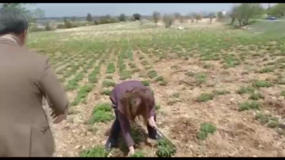 Çiftçilerle Birlikte Çapa Yapan Gülizar Biçer Karaca: "Kekik Üretiminin Üssü Denizli Olacak"
