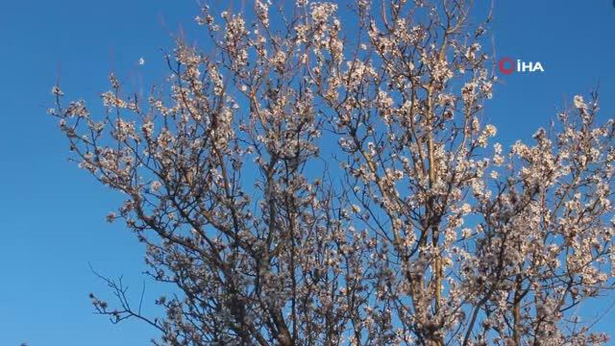 Erken çiçek açan meyve ağaçları son yağışlarla üreticiyi sevindirdi