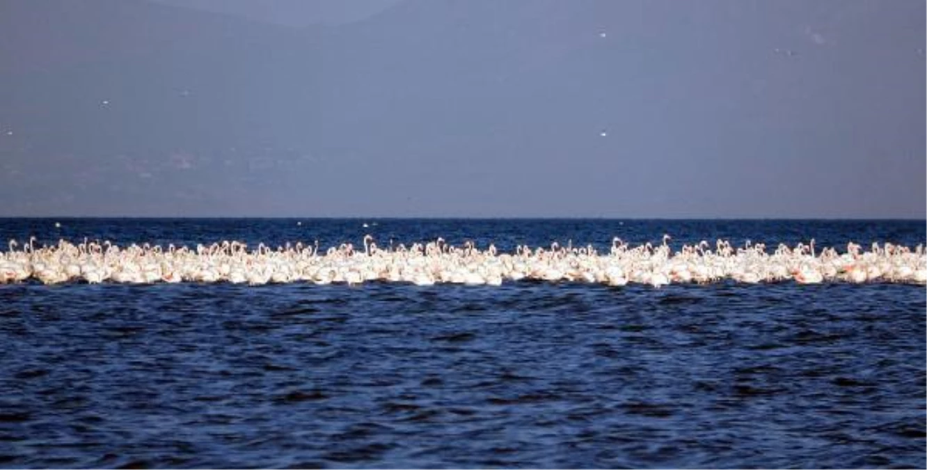 Flamingoların ilk kafilesi Van Gölü\'ne geldi