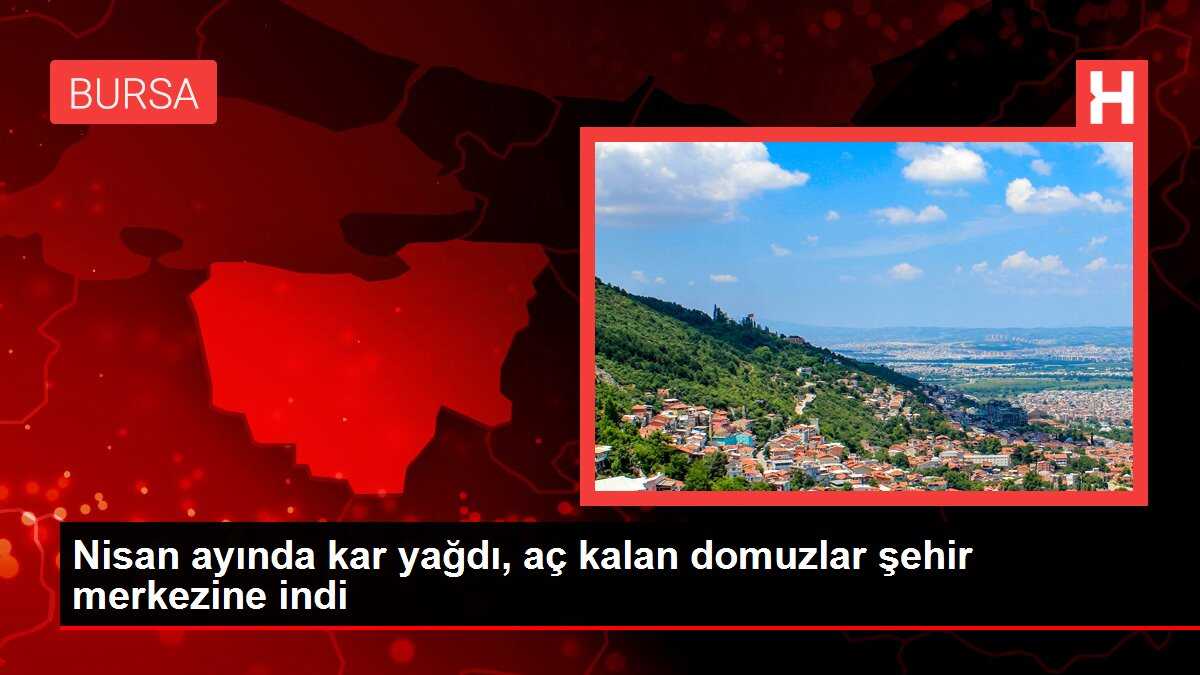 Nisan ayında kar yağdı, aç kalan domuzlar şehir merkezine indi