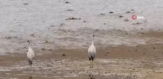Sivaslı doğa fotoğrafçısı Mustafa Aslan, birçok türküye konu olan eşsiz güzellikteki turnaları doğal yaşam alanlarında görüntüledi