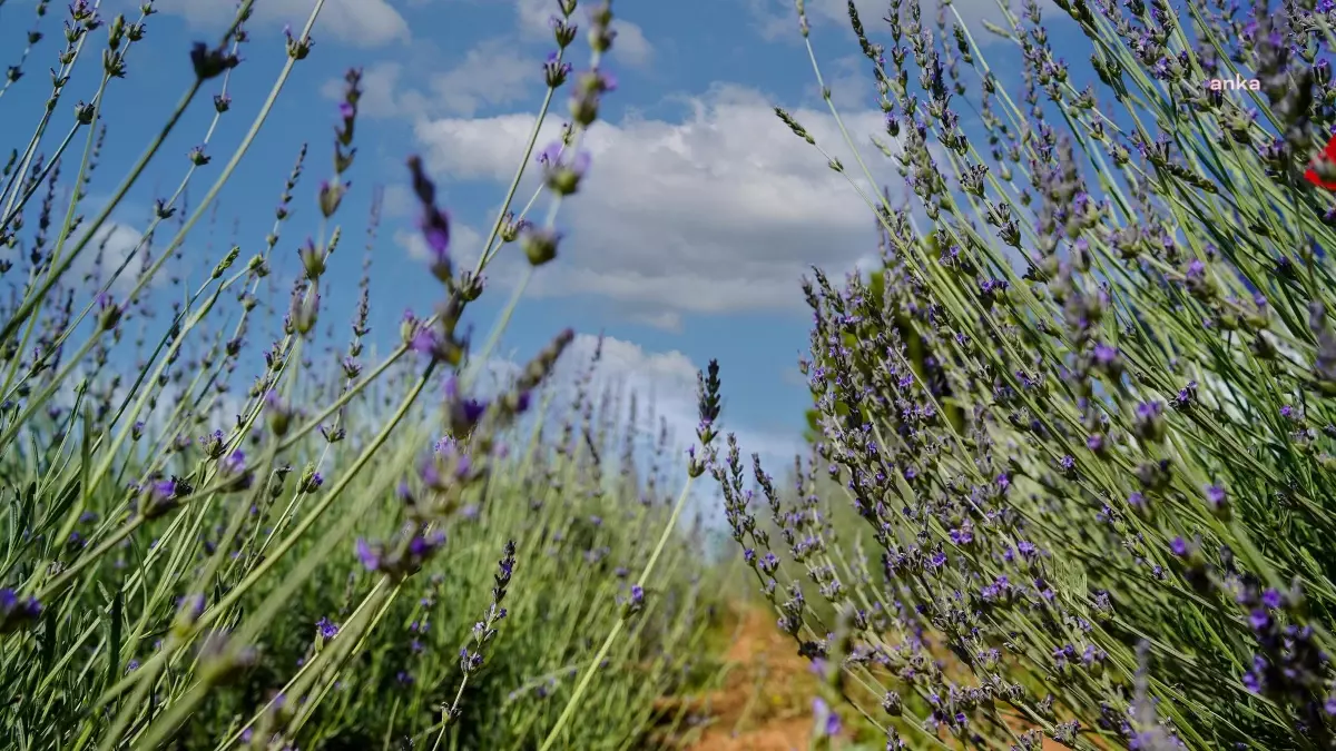 Tarsus Belediyesi, Arazilerinde Lavanta Bitkisi Üretiyor